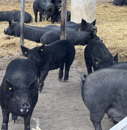 image(2)
